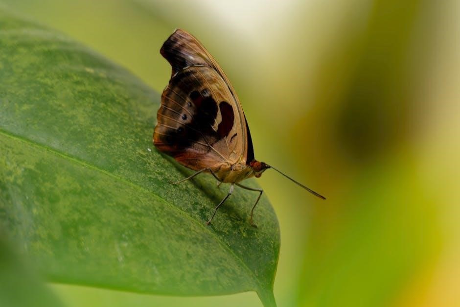 clearwater butterfly instructions